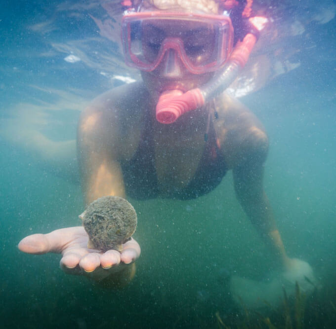 Scalloping In Florida